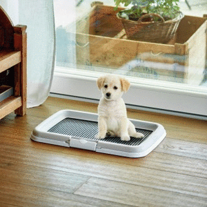 PUPPY TRAINING SET (81990) PUPPY TRAINING SET (81990)