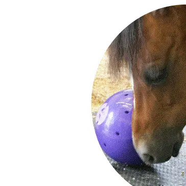 Likit - Snack bal