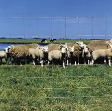 Afsluiting schapenweide met Urus draad